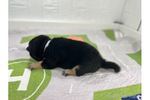 成約済の愛知県の柴犬-340282の5枚目