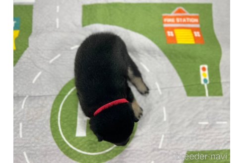成約済の愛知県の柴犬-340285の4枚目