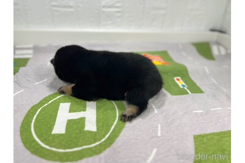 成約済の愛知県の柴犬-340287の6枚目