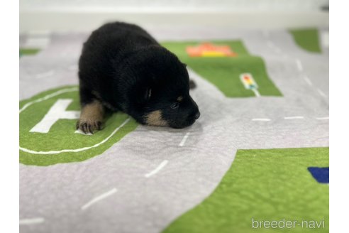 成約済の愛知県の柴犬-340287の2枚目