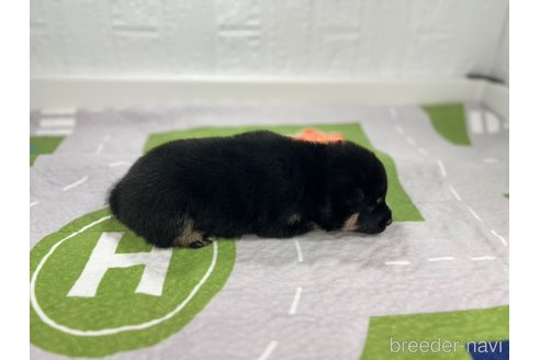 成約済の愛知県の柴犬-340287の3枚目