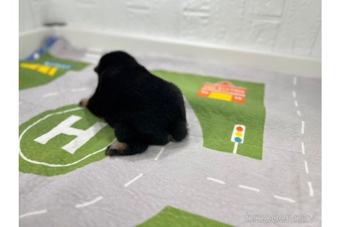 成約済の愛知県の柴犬-340287の4枚目