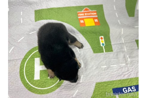 成約済の愛知県の柴犬-340287の5枚目