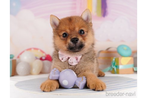 成約済の東京都のミックス犬-340289の5枚目
