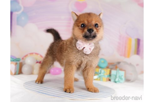 成約済の東京都のミックス犬-340289の6枚目