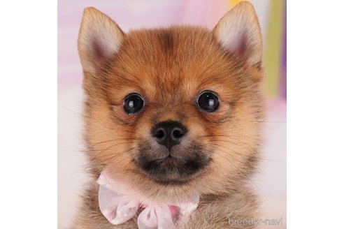 成約済ののミックス犬-340289