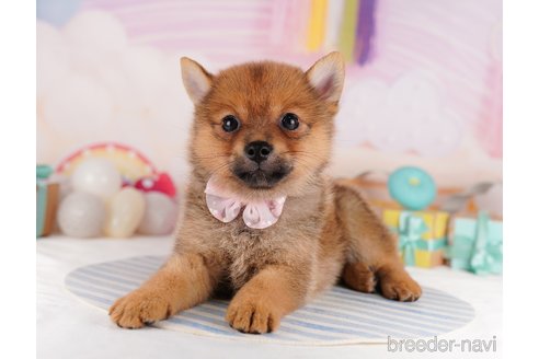 成約済の東京都のミックス犬-340289の4枚目