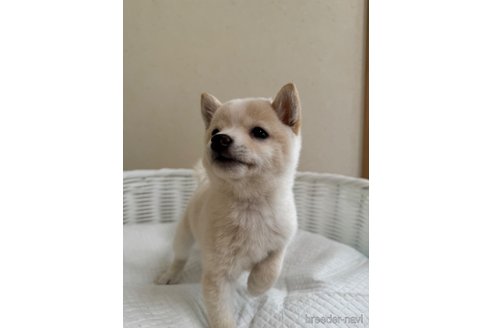 成約済の兵庫県の豆柴-340296