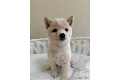 成約済の兵庫県の豆柴-340296の2枚目