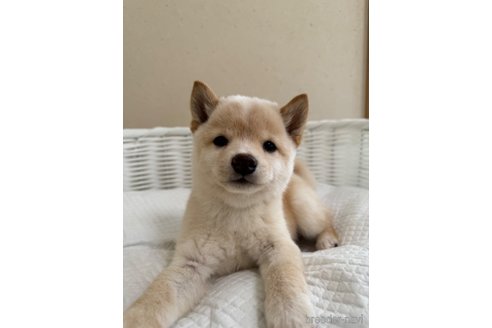 成約済の兵庫県の豆柴-340297の2枚目