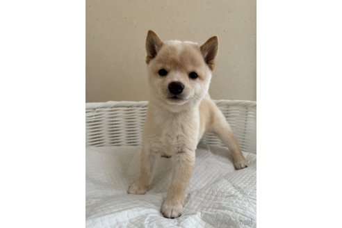 成約済の兵庫県の豆柴-340297の3枚目
