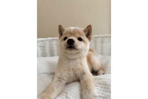 成約済の兵庫県の豆柴-340297