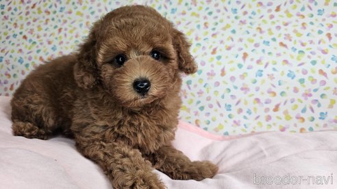 成約済の愛知県のトイプードル-329815の20枚目