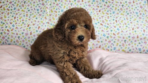 成約済の愛知県のトイプードル-329815の16枚目