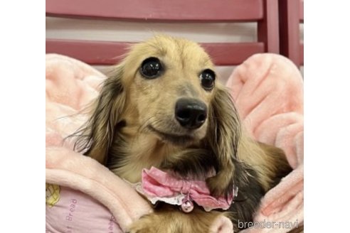 チョコちゃん1枚目