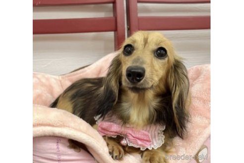 チョコちゃん1枚目