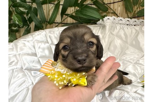 成約済の愛知県のミニチュアダックスフンド(ロングヘアード)-340335の4枚目