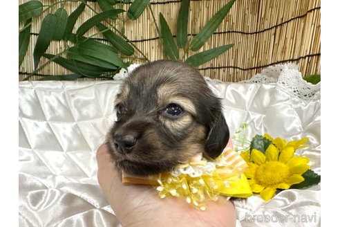 成約済の愛知県のミニチュアダックスフンド(ロングヘアード)-340335の1枚目