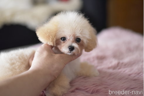 成約済の茨城県のティーカッププードル-330335の6枚目