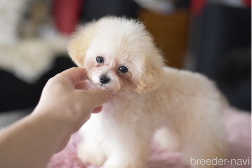 成約済の茨城県のティーカッププードル-330335の5枚目