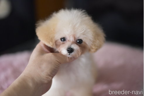 成約済の茨城県のティーカッププードル-330335の4枚目