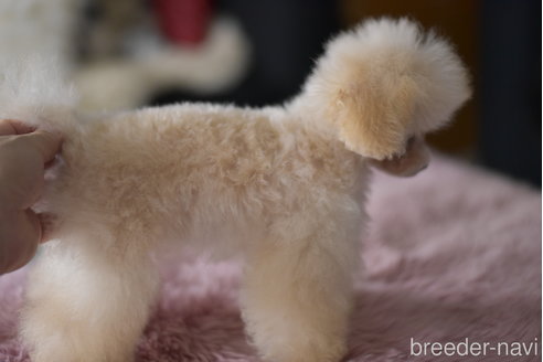 成約済の茨城県のティーカッププードル-330335の3枚目