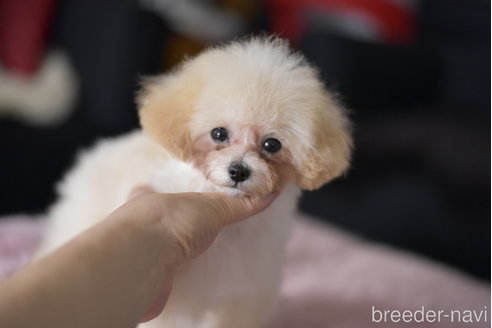 成約済の茨城県のティーカッププードル-330335の2枚目