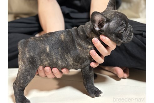 成約済の三重県のフレンチブルドッグ-332325の3枚目