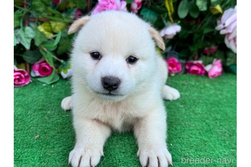 成約済の茨城県の柴犬-340355の5枚目