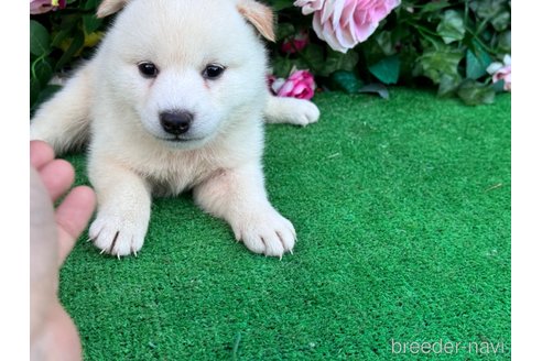 成約済の茨城県の柴犬-340355の2枚目