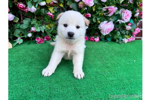 成約済の茨城県の柴犬-340355の4枚目