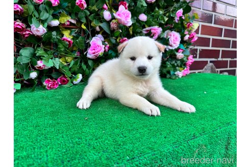 成約済の茨城県の柴犬-340355の3枚目