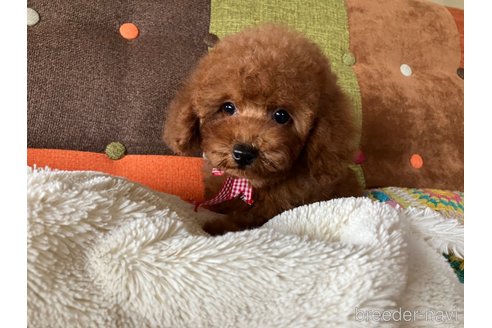 成約済の福岡県のトイプードル-340360の9枚目