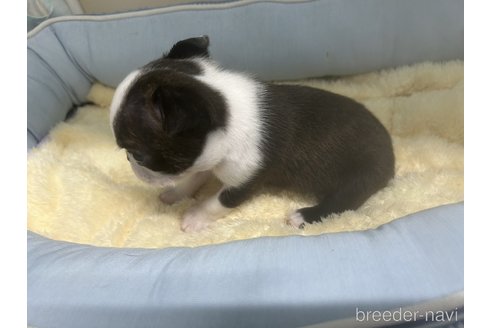 成約済の栃木県のボストンテリア-340362の4枚目