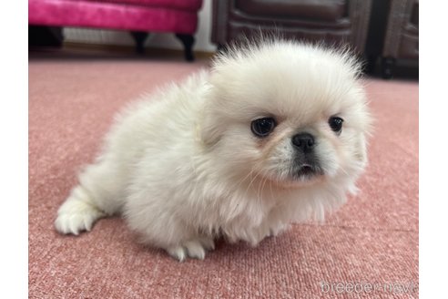 成約済の香川県のペキニーズ-337426の2枚目