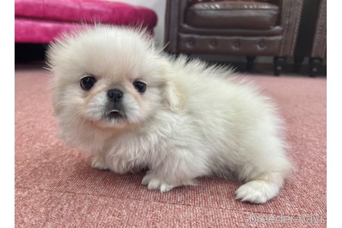 成約済の香川県のペキニーズ-337426の5枚目
