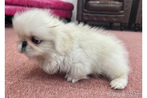 成約済の香川県のペキニーズ-337426の4枚目