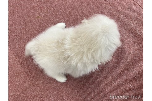 成約済の香川県のペキニーズ-337426の3枚目