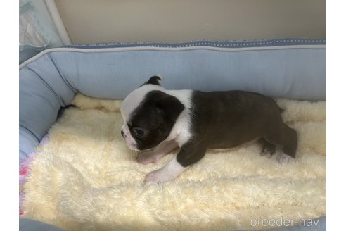 成約済の栃木県のボストンテリア-340364の9枚目