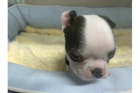 成約済の栃木県のボストンテリア-340364の4枚目