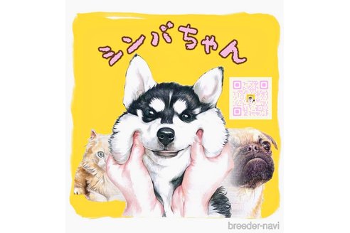 成約済の愛知県の日本スピッツ-334699の2枚目