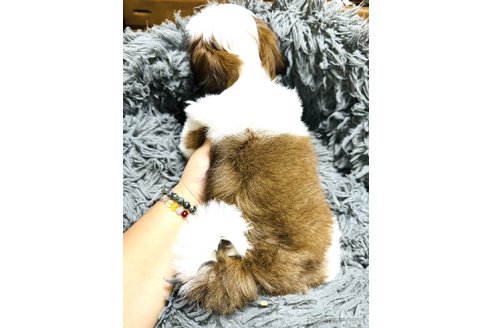 成約済の大阪府のシーズー-340372の5枚目