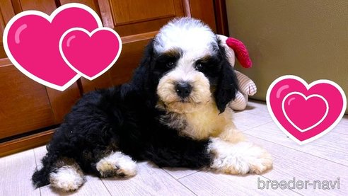 成約済の茨城県のミックス犬-334840の9枚目