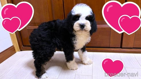 成約済の茨城県のミックス犬-334840の10枚目
