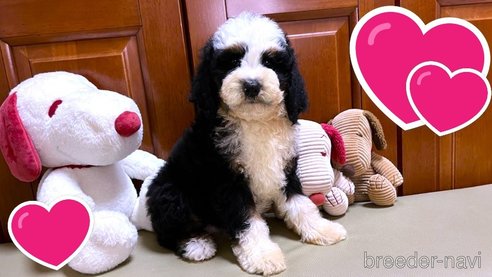 成約済の茨城県のミックス犬-334840の11枚目