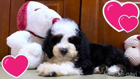 成約済の茨城県のミックス犬-334840の8枚目