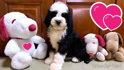 成約済の茨城県のミックス犬-334840の1枚目