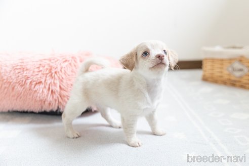 成約済の福岡県のミックス犬-329054の7枚目
