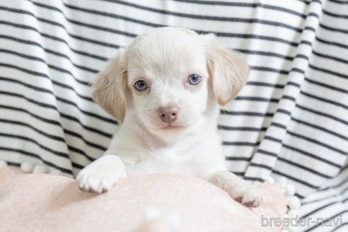 成約済の福岡県のミックス犬-329054の1枚目
