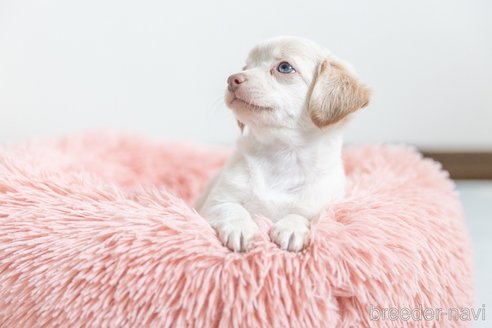 成約済の福岡県のミックス犬-329054の3枚目